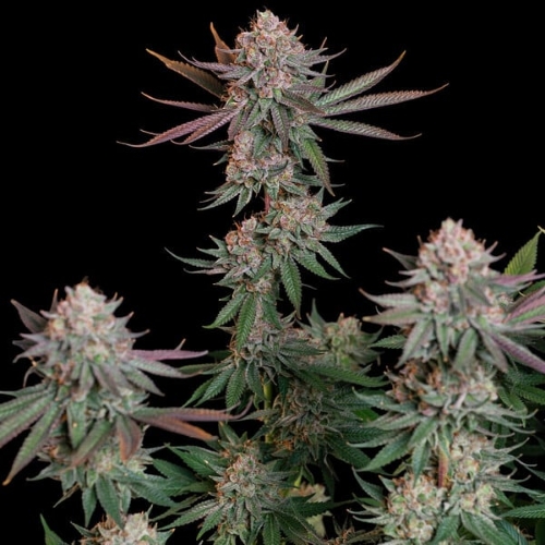NEW - ROYAL QUEEN SEEDS - PINK RUNTZ FEM - 3 SEME
