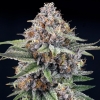 RIPPER SEEDS - EYEBALLZ - 3 SEMI