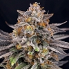 RIPPER SEEDS - CANDYGAZ- 5 SEMI