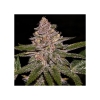RIPPER SEEDS - RADICAL JUICE AUTO FEM - 3 SEEDS