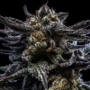RIPPER SEEDS - ZOMBIE KUSH AUTO FEM -  3 SEMI