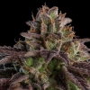 RIPPER SEEDS - KMINTZ AUTO FEM - 3 SEEDS