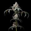 COOKIES SEED BANK - DIRTY DIANA FEM - 3 SEEDS