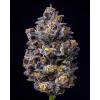 COOKIES SEED BANK - LEMON CHERRY POP FEM - 3 SEEDS