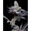 COOKIES SEED BANK - MIND FUCK FEM - 3 SEEDS