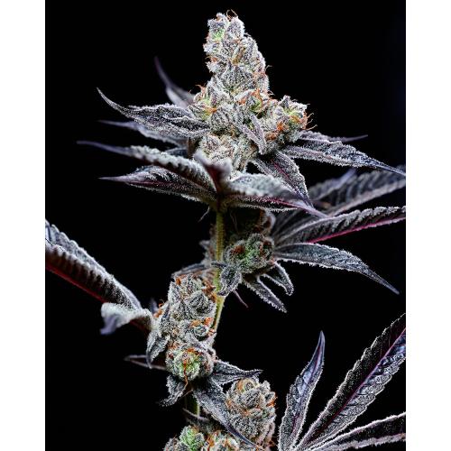 COOKIES SEED BANK - MIND FUCK FEM - 6 SEMI