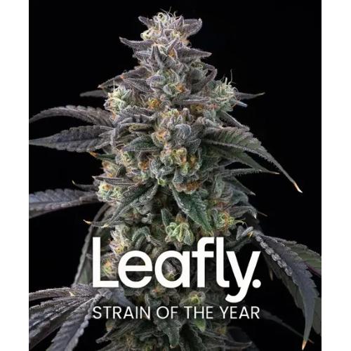BARNEY'S FARM - SUPER BOOF - LEAFLY STRAIN OF THE YEAR - 5 SEMI