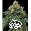 BARNEY'S FARM - RS11 X BANANA OG - DOJA EXCLUSIVE - 3 SEMI
