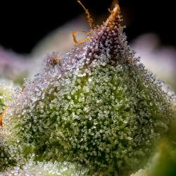 BARNEY'S FARM - MENDO BREATH - 5 SEEDS
