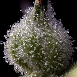 BARNEY'S FARM - MENDO BREATH - 5 SEEDS