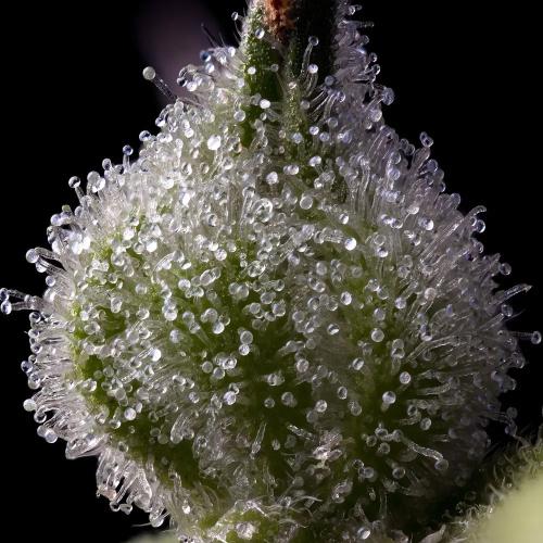 BARNEY'S FARM - MENDO BREATH - 5 SEEDS