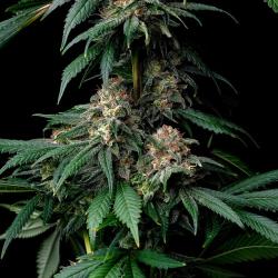 BARNEY'S FARM - MENDO BREATH - 5 SEEDS