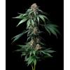 BARNEY'S FARM - MENDO BREATH - 5 SEEDS