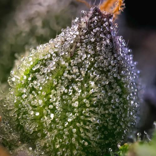 BARNEY'S FARM - RAINBOW SHERBET - 5 SEEDS