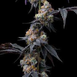 BARNEY'S FARM - RAINBOW SHERBET - 5 SEEDS