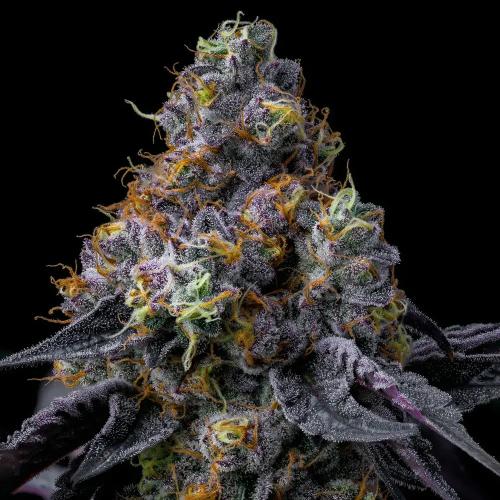 BARNEY'S FARM - RAINBOW SHERBET - 5 SEEDS