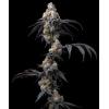 BARNEY'S FARM - RAINBOW SHERBET - 5 SEEDS