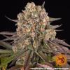 BARNEY'S FARM - LIMONCELLO - 5 SEEDS