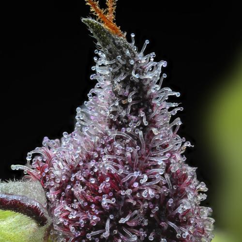 BARNEY'S FARM - CHERRY POPPERS - 5 SEMI