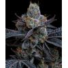BARNEY'S FARM - WHITE RUNTZ - 5 SEEDS