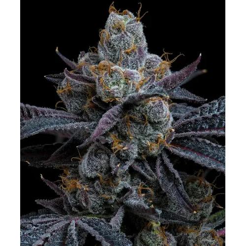 BARNEY'S FARM - WHITE RUNTZ - 10 SEEDS