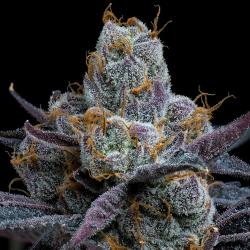BARNEY'S FARM - WHITE RUNTZ - 10 SEEDS