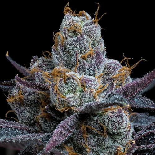 BARNEY'S FARM - WHITE RUNTZ - 10 SEEDS
