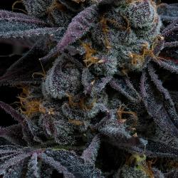 BARNEY'S FARM - WHITE RUNTZ - 10 SEEDS