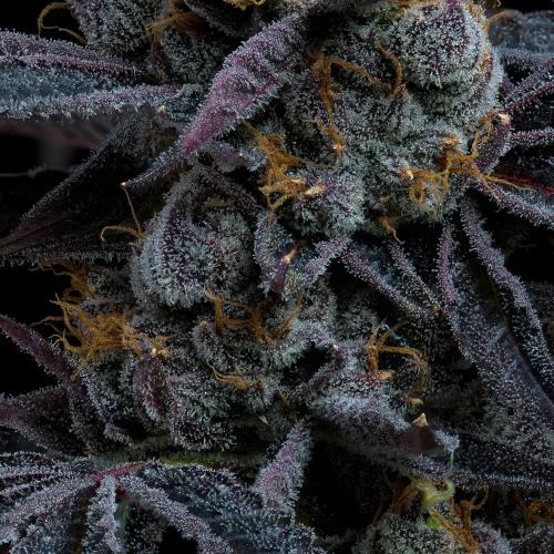 BARNEY'S FARM - WHITE RUNTZ - 10 SEEDS