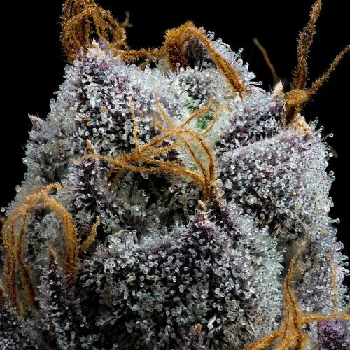 BARNEY'S FARM - WHITE RUNTZ - 10 SEEDS