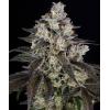 BARNEY'S FARM - TRAINWRECK - 3 SEMI