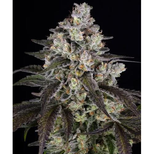 BARNEY'S FARM - TRAINWRECK - 5 SEMI