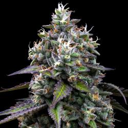 BARNEY'S FARM - ZOAP - 10 SEMI
