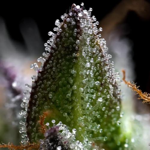 BARNEY'S FARM - ZOAP - 10 SEMI