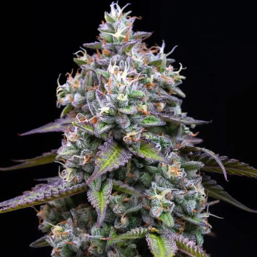 BARNEY'S FARM - ZOAP - 10 SEMI