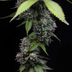 BARNEY'S FARM - ZOAP - 10 SEMI
