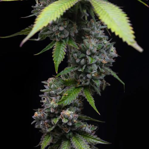 BARNEY'S FARM - ZOAP - 10 SEMI