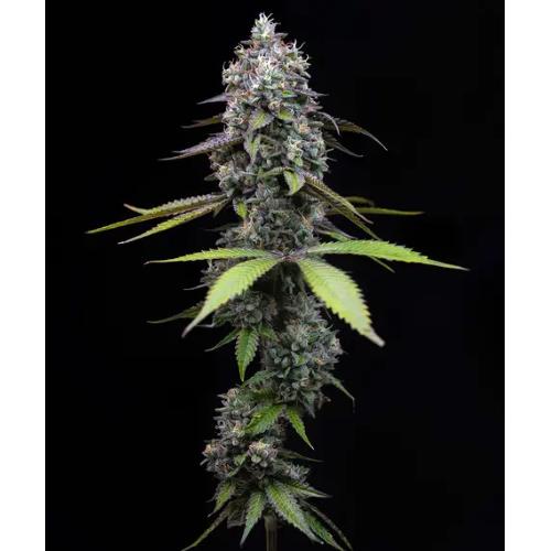 BARNEY'S FARM - ZOAP - 10 SEMI