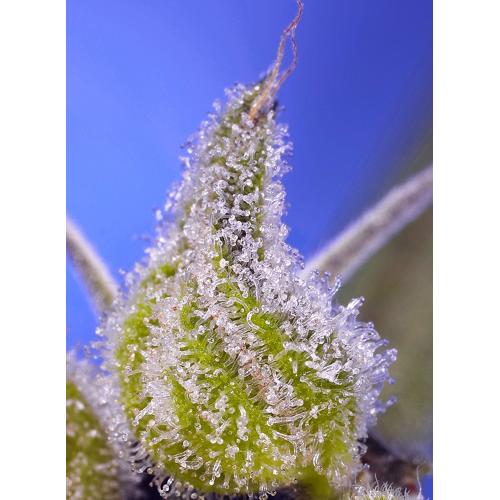 SWEET SEEDS - PERMANENT JEALOUSY XL AUTO - 100 SEEDS