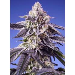 SWEET SEEDS - PERMANENT JEALOUSY XL AUTO - 100 SEEDS