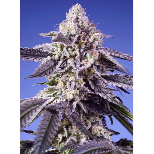 SWEET SEEDS - PINEAPPLE SLUSH XL AUTO - 3+1 SEMI