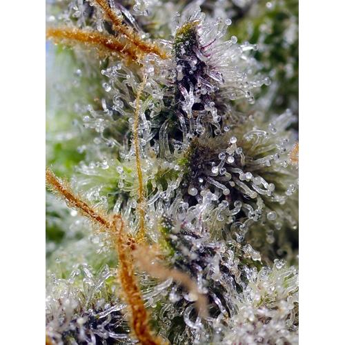 SWEET SEEDS - MENTAL RAINBOW - F1 FAST VERSION - 3+1 SEMI