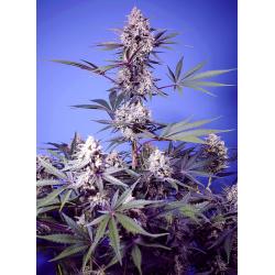 SWEET SEEDS - MENTAL RAINBOW - F1 FAST VERSION - 3+1 SEMI