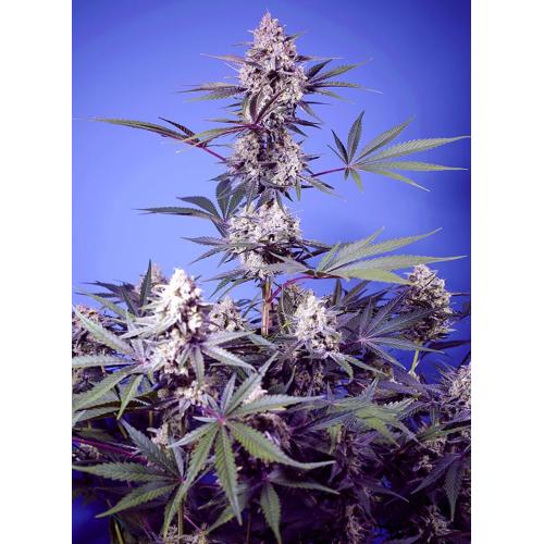 SWEET SEEDS - MENTAL RAINBOW - F1 FAST VERSION - 3+1 SEMI