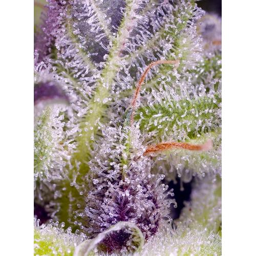 SWEET SEEDS - MONSTER MAKER FEM - 25 SEEDS