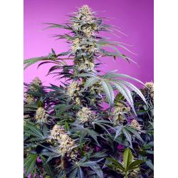 SWEET SEEDS - MONSTER MAKER FEM - 25 SEEDS