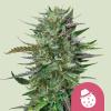 ROYAL QUEEN SEEDS - DO SI DOS FEM - 1 SEED