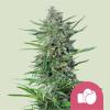 ROYAL QUEEN SEEDS - PURPLE PUNCH FEM - 1 SEED