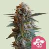 ROYAL QUEEN SEEDS - MEXICAN RUSH FEM - 1 SEME