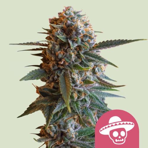 ROYAL QUEEN SEEDS - MEXICAN RUSH FEM - 1 SEME